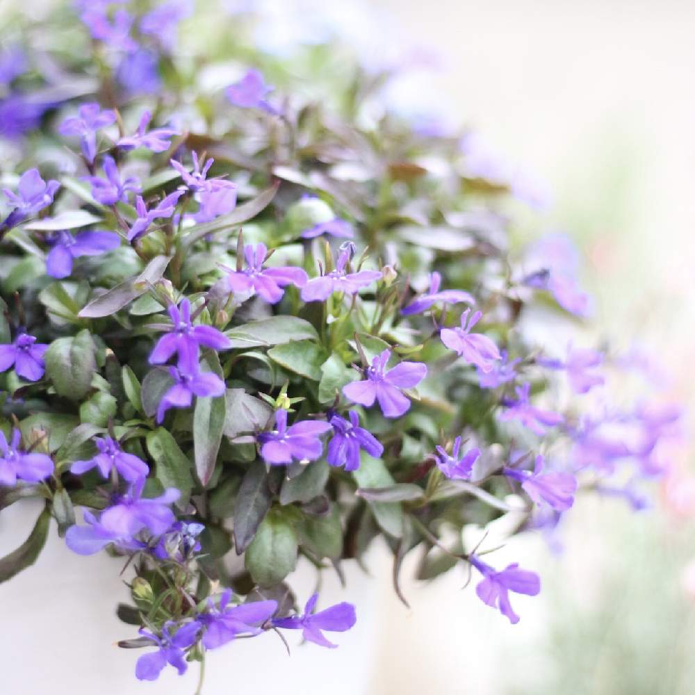 小さな庭の画像 by toto*coさん | 小さな庭とロベリアと好きな花と小花会と癒しと季節の花とおうち園芸と今日の一枚と成長記録と可愛いとガーデニングと花のある暮らしと見てくれてありがとう♡と小さなお庭