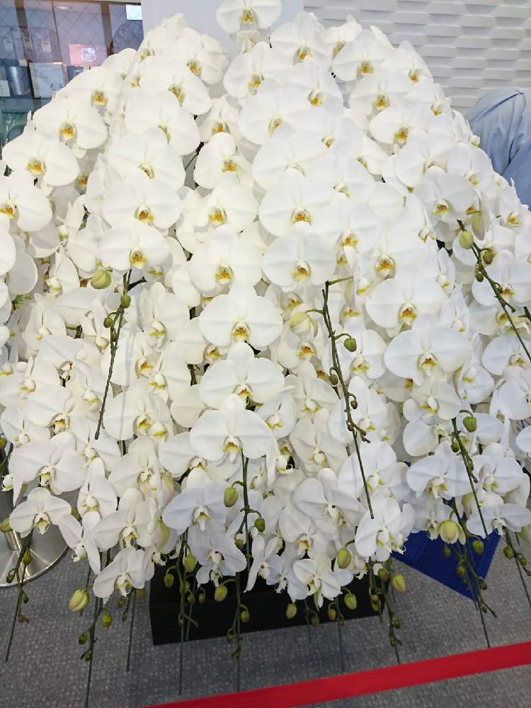 お出かけ先の画像 by なおみ♥さん | お出かけ先とコチョウランとお花が可愛いとコロナおしりペンペン( ・᷄ὢ・᷅ )とコロナ消えろ‼ビーム‼