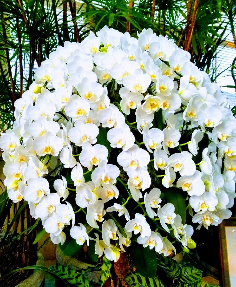 お出かけ先の画像 by まみさん | お出かけ先とコチョウランとスマホ撮影と今日のお花と日本の美と白い花