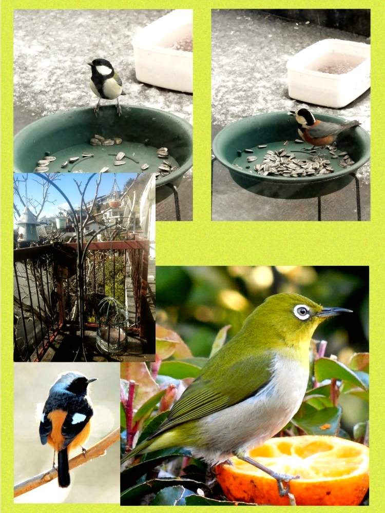 バルコニー/ベランダの画像 by ✨花鳥風月堂✨さん | バルコニー/ベランダと野鳥と野鳥観察と餌付けとヤマガラとジョウビタキとメジロとシジュウカラ