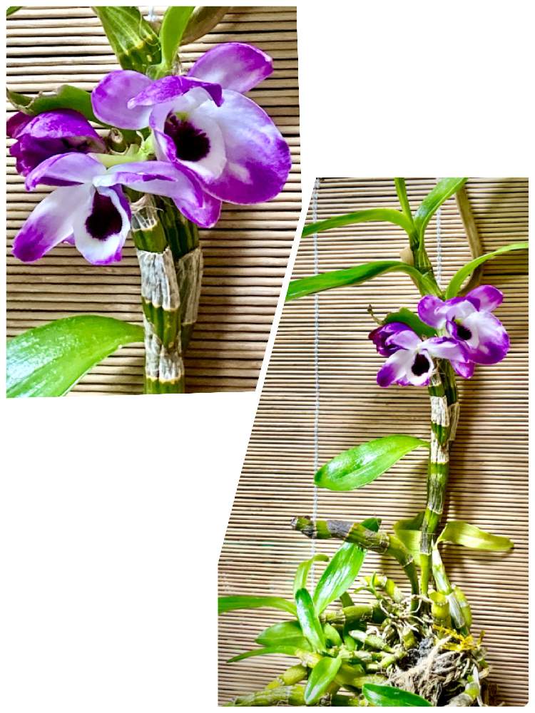 窓辺の画像 by アボガドさん | 窓辺と花のある暮らしと洋ランの花とノビル系デンドロビウム