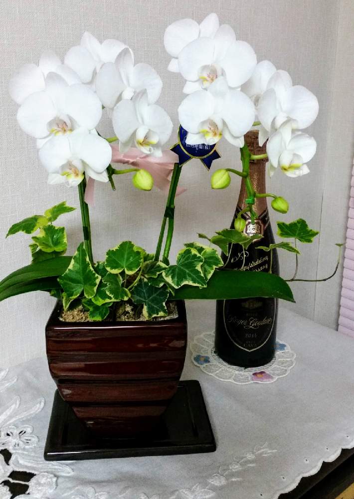 部屋の画像 by ななみんさん | 部屋と胡蝶蘭と白い胡蝶蘭といつも感謝とおうち時間と胡蝶蘭の花と今日のお花