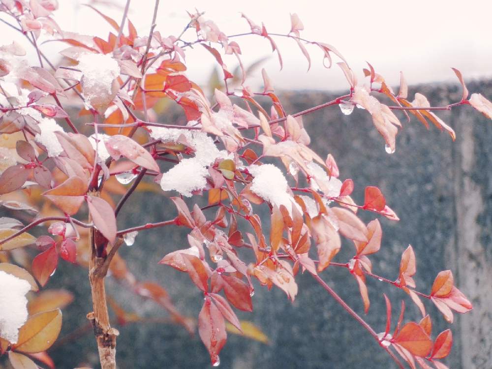 小さな庭の画像 by Hirochan* flowersさん | 小さな庭と雪が積もったと医療・介護の皆様に感謝とGSの皆さまに感謝♡といつもありがとう♡とお外は寒いよ❄️とコロナに負けるな!と南天の赤い葉っぱとお花好きの人と繋がりたい