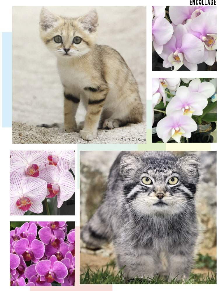 お出かけ先の画像 by 4匹の猫ママさん | お出かけ先と色合いが可愛いと今日のお花^_^と可愛い猫^_^と珍しい猫ちゃん^_^