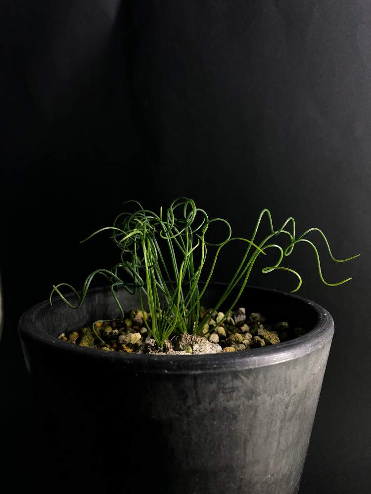 バルコニー/ベランダの画像 by hittyyさん | バルコニー/ベランダと植物のある暮らしとアルブカ属と緑のある暮らしと避難組とくるくると球根植物と緑大好き❤とバルコニストとアルブカ フリズルシズル