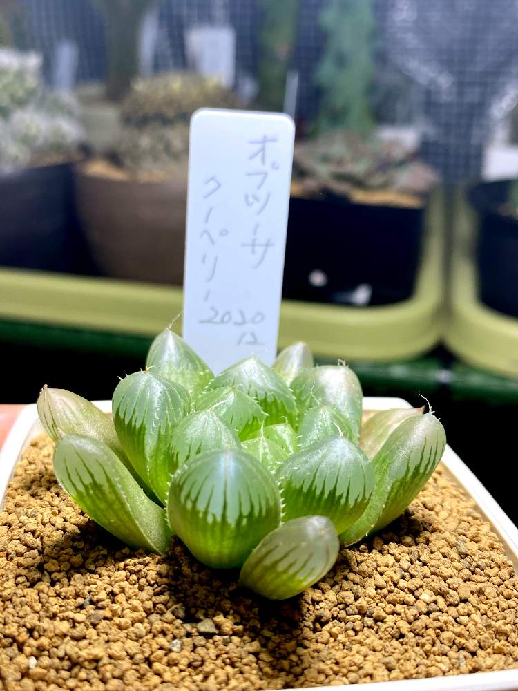 小さな庭の画像 by トシさん | 小さな庭とオブツーサ クーベリーとお部屋にと多肉植物とスマホ撮影と家庭とベランダと温室で可愛いお花と温室での花と熱帯花木とおうち園芸とビニール温室と季節のお花と サボテンとガーデニング初心者とホームセンターから