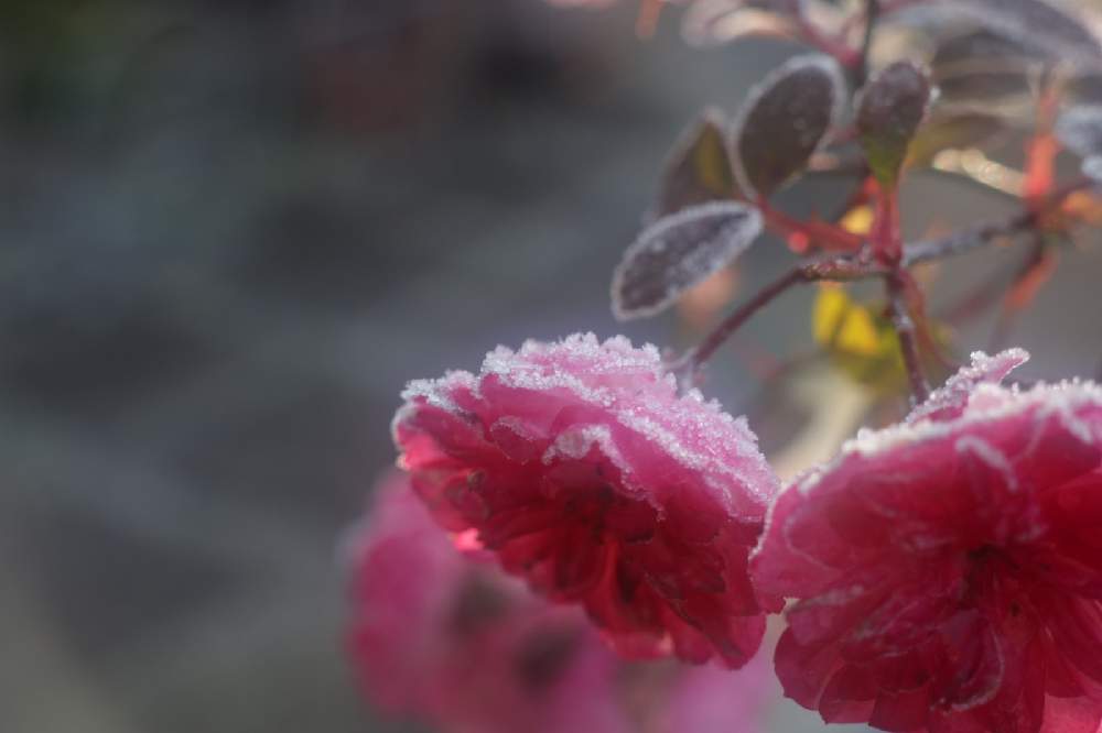 小さな庭の画像 by そよ風(ちなみ)さん | 小さな庭とミニ薔薇グリーンアイスとcanonと私の花の写真と薔薇愛同盟と水曜ローズショーとガーデニング大好きと花の好きな方と繋がりたいとおうち園芸とまいがーでんとミラーレス一眼と花のある暮らしとチーム愛知