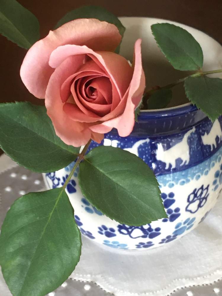棚の画像 by でんでんさん | 棚と薔薇 ジュリアと花のある暮らしとばら バラ 薔薇とおうち園芸
