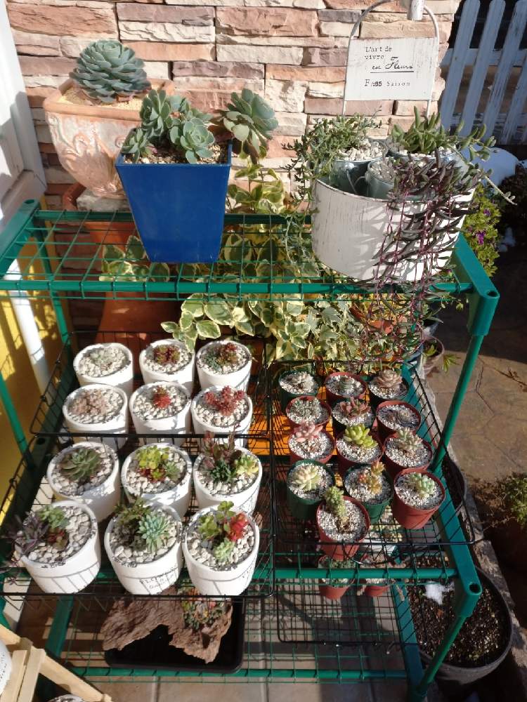 玄関の画像 by かくれんぼさん | 玄関と#多肉植物と多肉の棚と寄せ植えと自然界の色と植物の力と植物が人を繋ぐと冬支度と我が家の花壇と多肉の紅葉✨と土いじりと心のゆとりと多肉寄せ植えと多肉初心者