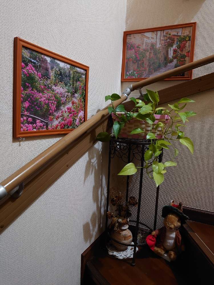階段/廊下の画像 by 天空のバラの五線譜さん | 階段/廊下と観葉植物と花のある暮らしと幸せな日とおうち園芸