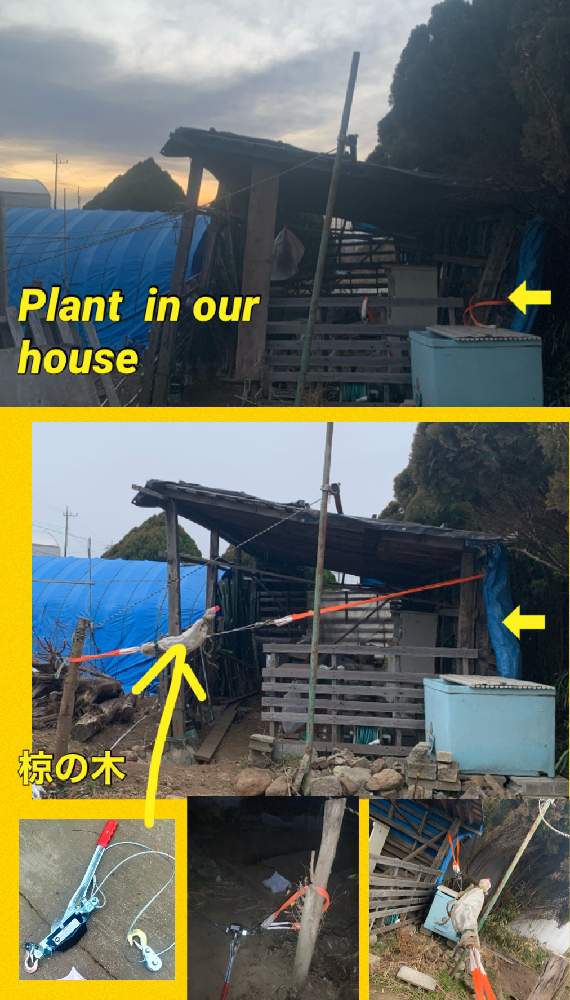 畑の画像 by kane flowerさん | 畑とムクノキと家庭菜園と埼玉県と私畑と物置起こし