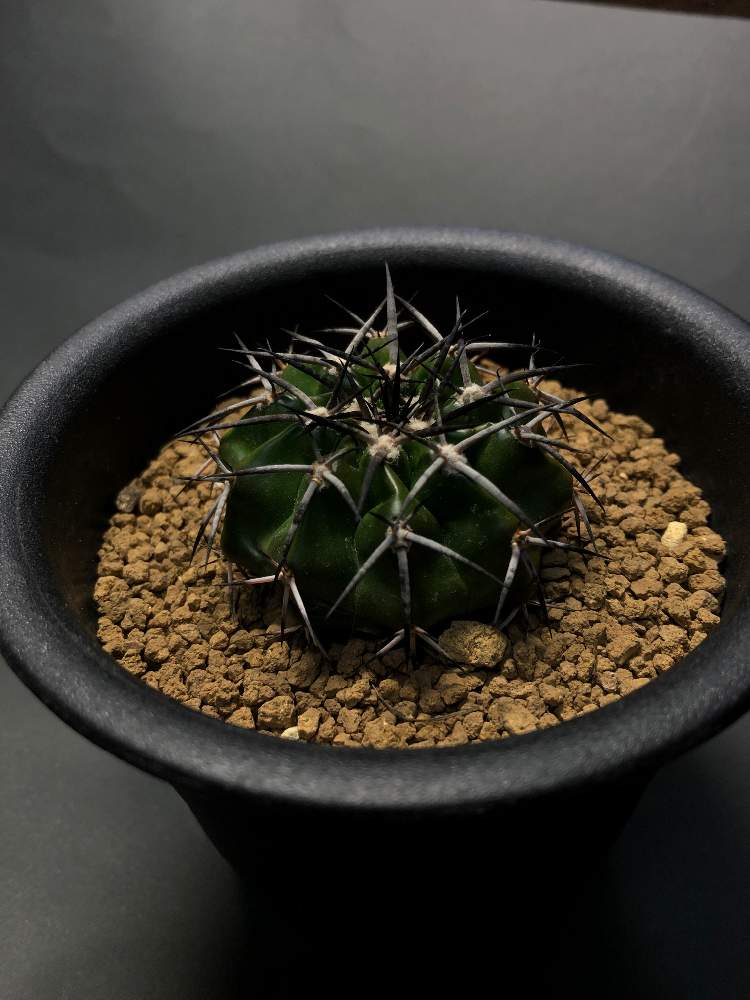 窓辺の画像 by hittyyさん | 窓辺と黒棘と植物のある暮らしとディスコカクタス属と緑のある暮らしと避難組とディスコカクタス ギガンティアと棘好きと サボテンとさぼてんと綺麗な緑❤ととげとげとギガンティア♡と緑大好き❤