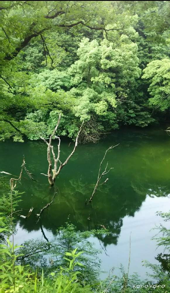お出かけ先の画像 by hanahamaさん | お出かけ先と花のある生活と水辺の水曜日と感謝と祈りと里山(花生活)