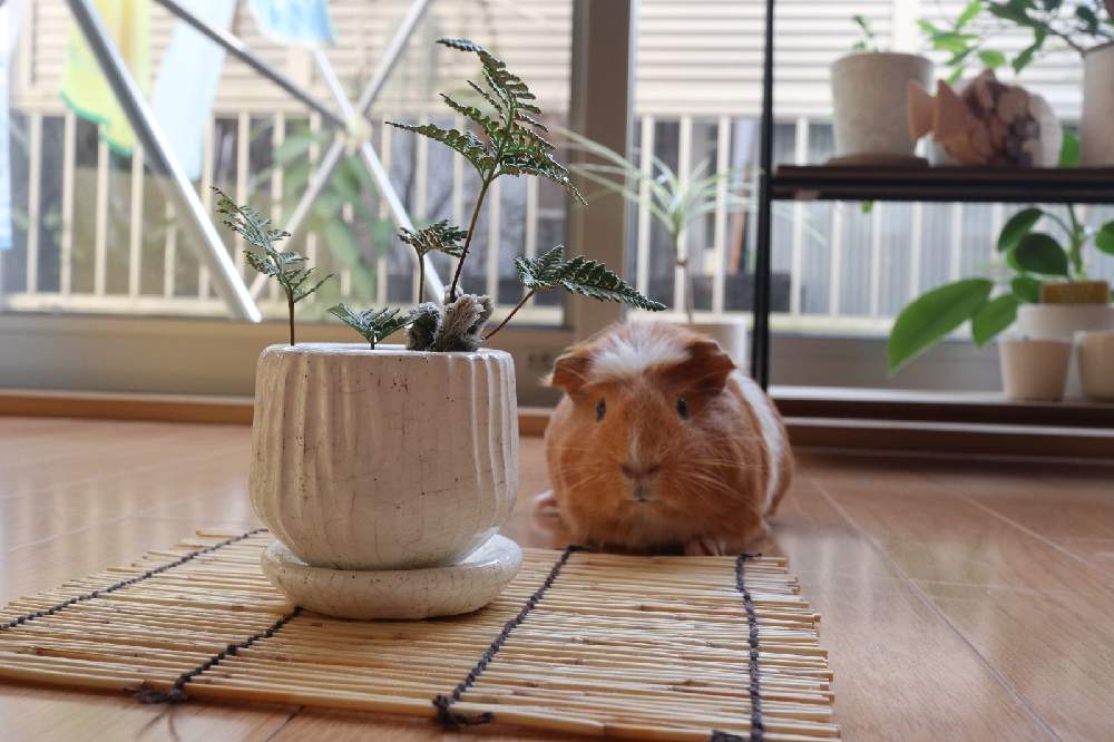 部屋の画像 by しまKさん | 部屋とムギとトキワシノブ石化 猫の手とシダ植物と石の日とおうち園芸