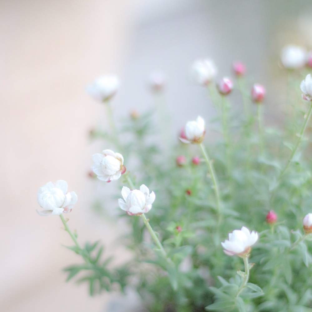 小さな庭の画像 by toto*coさん | 小さな庭と花かんざしと好きな花といつもありがとう♡と小花会と癒しとおうち園芸と今日の一枚と成長記録と可愛いとガーデニングと花のある暮らしと白い花と見てくれてありがとう♡と小さなお庭