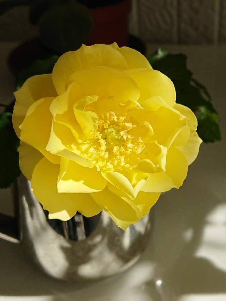 部屋の画像 by BLANKAさん | 部屋と薔薇と鮮やかなと薔薇 ・ゴールドバニーと可愛い花と黄色い花と花のある暮らし
