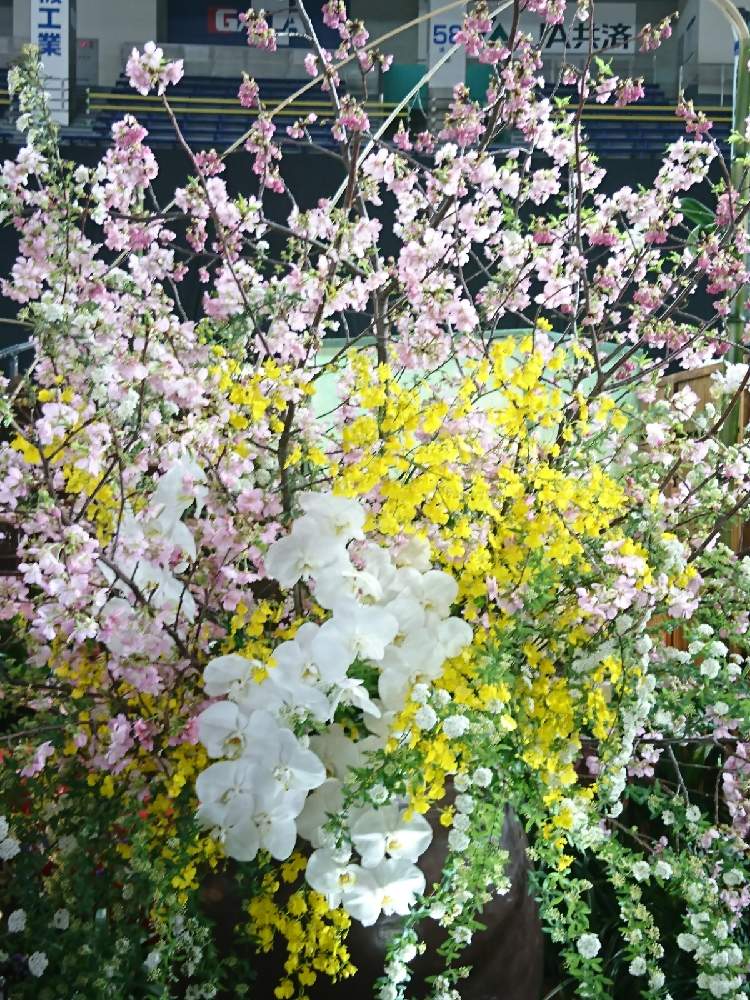 の画像 by なおみ♥さん | コチョウランと桜 さくらとオンシジウムと世界らん展2020と感動!とコロナおしりペンペン( ・᷄ὢ・᷅ )とお花が可愛いと素敵❤と東京ドーム 世界のらん展 2020とコロナ消えろ‼ビーム‼