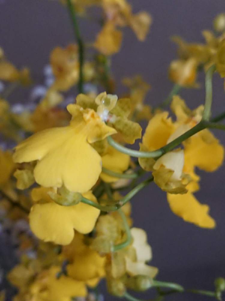 お出かけ先の画像 by えりっちさん | お出かけ先とオンシジュウムと切り花を楽しむと今日のお花と主人の実家
