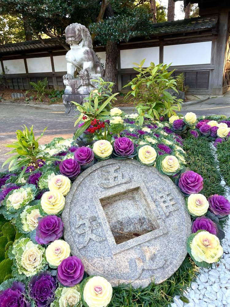 お出かけ先の画像 by スワンさん | お出かけ先と葉牡丹と万両と千両と石同好会とよい 1日をと中門広場と須磨と大盆栽と石同好会No.5と須磨離宮公園と石の日