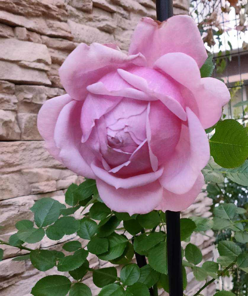 小さな庭の画像 by Bree Van de Kampさん | 小さな庭とばら バラ 薔薇とピンクの薔薇と薔薇好きと❋ベラドンナとガーデニングと花のある暮らしとベラドンナ バラ