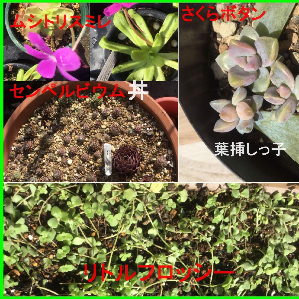 小さな庭の画像 by さくら母さん | 小さな庭と愛媛県とおうち園芸と葉挿しっ子の日