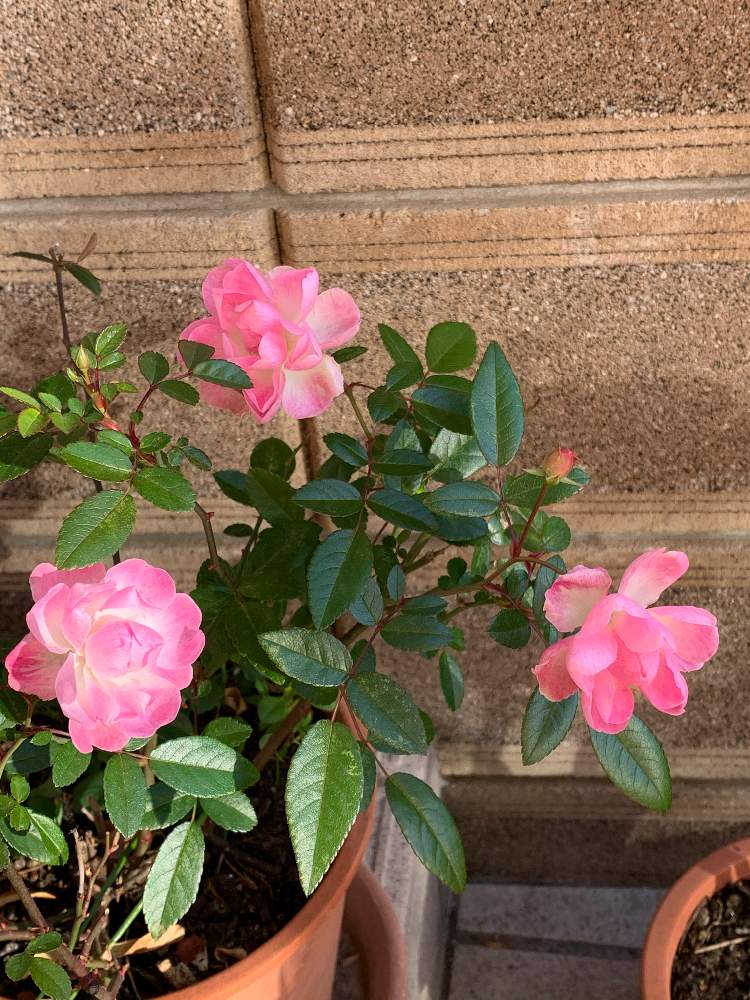 の画像 by 淳 こさん | 植物はつよいなと小っちゃな幸せと癒しの花びらとおつかれさまですといつものバラとやさしい色たちとひとりごと ひとりごとと緑な ながめといつもありがとうございます