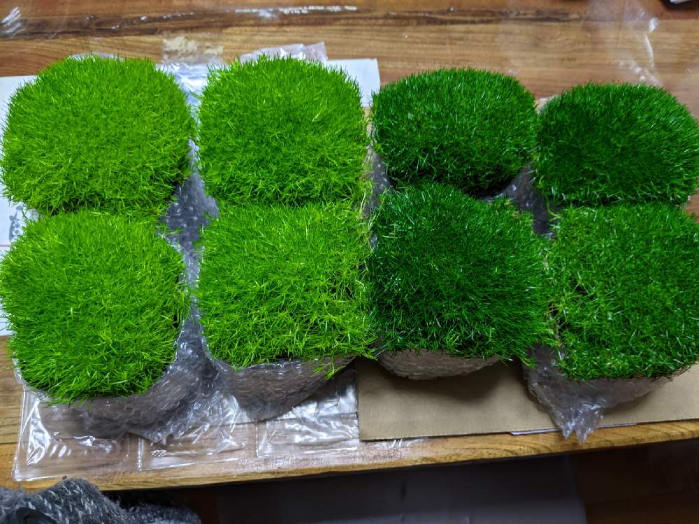の画像 by サシキ姫さん | おうち園芸とタグ:GSでお買い物