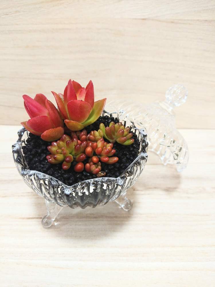 インテリアの画像 by ボタニカルラウンジ西武池袋店さん | インテリアと観葉植物を楽しむと多肉植物とボタニカルラウンジと観葉植物と植物のある暮らしとボタニカルライフとボタニカルラウンジ西武池袋店とボタニカルソイルと多肉女子と観葉植物専門店と西武池袋とインテリアグリーン