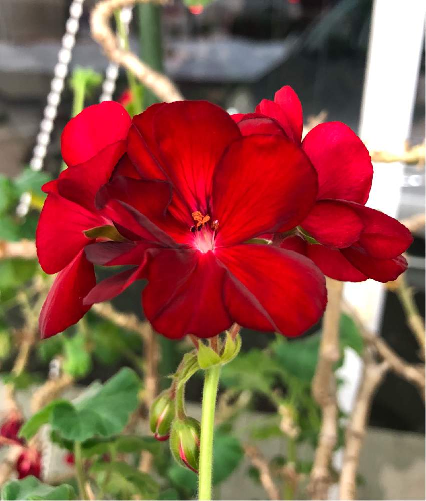 お出かけ先の画像 by 4匹の猫ママさん | お出かけ先と花が可愛い^_^と赤い花^_^と色合いが可愛いと皆様いつも有り難う^_^と帰宅途中の出会い^_^