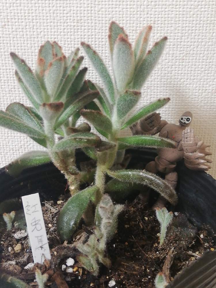 の画像 by アンソニーさん | 多肉植物と多肉男子とウサ耳祭りと白兎耳。とステファン苗♡とおうちde菜園とパンダラビット!と多肉女子と チョコレートソルジャーと福兎耳♪とカランコエ属と ゴールデンラビットと月兎耳☘️と 月兎耳