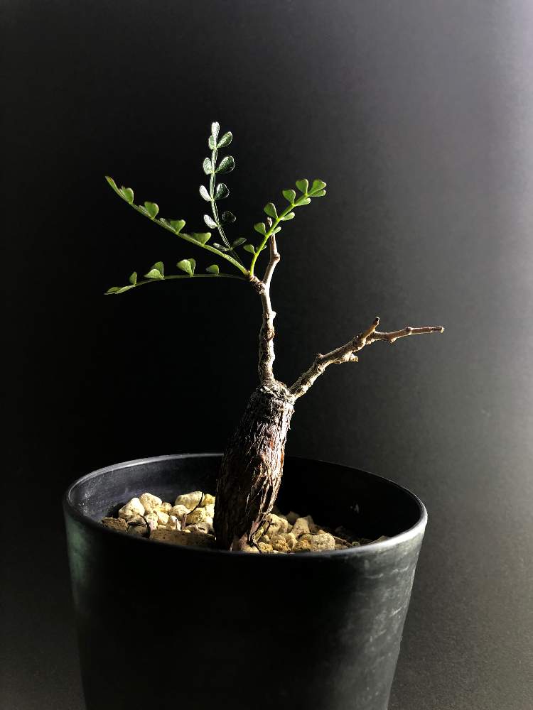 窓辺の画像 by hittyyさん | 窓辺とオペルクリカリアと植物のある暮らしと塊根とオペルクリカリア パキプスとコーデックスと緑のある暮らしとパキプスと塊根植物と綺麗な緑❤と緑大好き❤