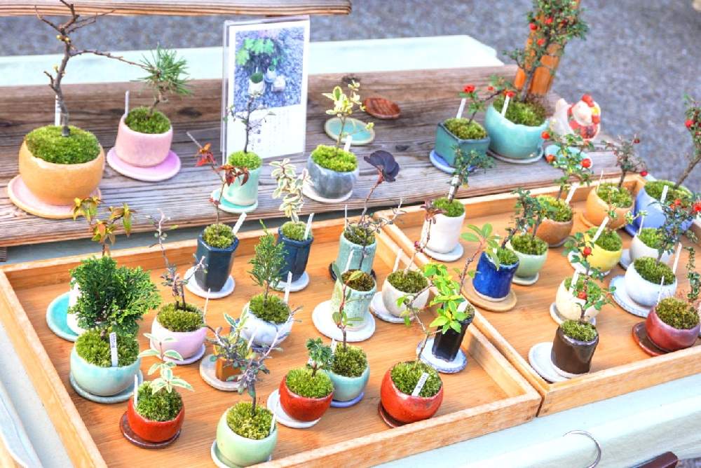 お出かけ先の画像 by 野ニンさん | お出かけ先と令和最初の植物とGSでお買い物と出版とGS映えとお部屋と多肉植物とGreenSnapmarcheと花のある暮らしと#greensnapとGREEN UP!