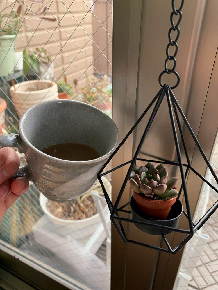 部屋の画像 by ママ子3rdさん | 部屋とピンクルビーといつものコーヒー。ファンとはっぱを楽しむと冬のボタニカルライフとダイソーとおうち園芸とお部屋と多肉植物