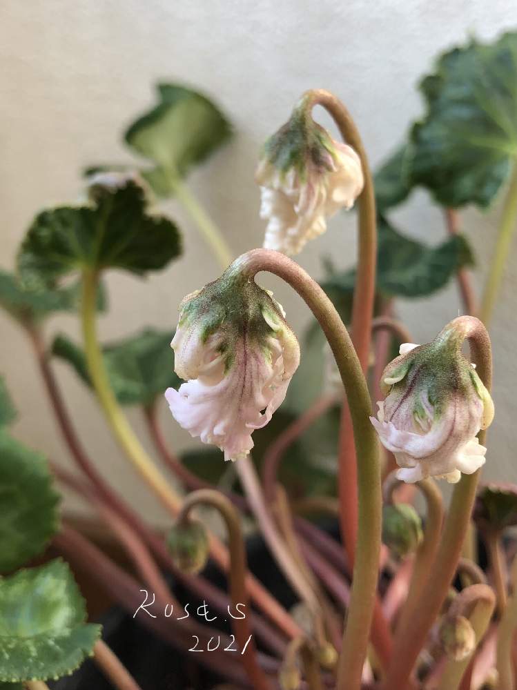 窓辺の画像 by rosa sさん | 窓辺とシクラメンとシクラメン-2020とピンクの花と鉢植えと毎月15日はいちごの日と花のある暮らしと北海道と金曜日の蕾たち