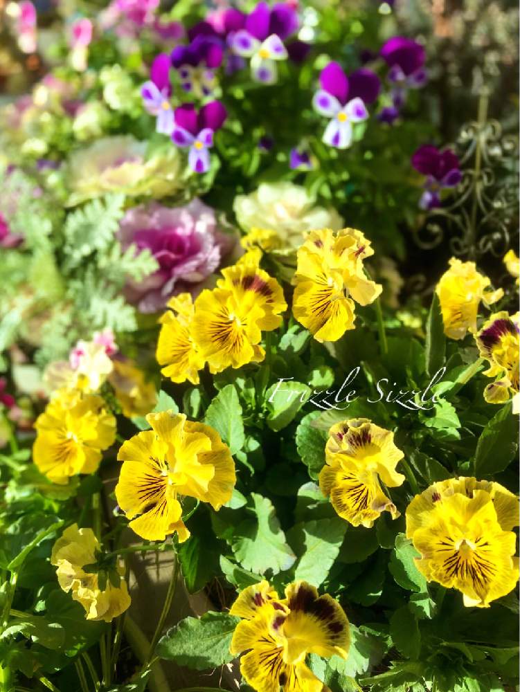 の画像 by プリエレさん | フリズルシズル イエローと花のある暮らしとGSアダルトチームとおうち園芸