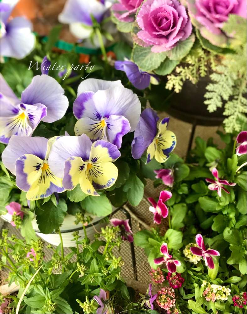 の画像 by プリエレさん | ウインターパーティと花のある暮らしとGSアダルトチームとおうち園芸