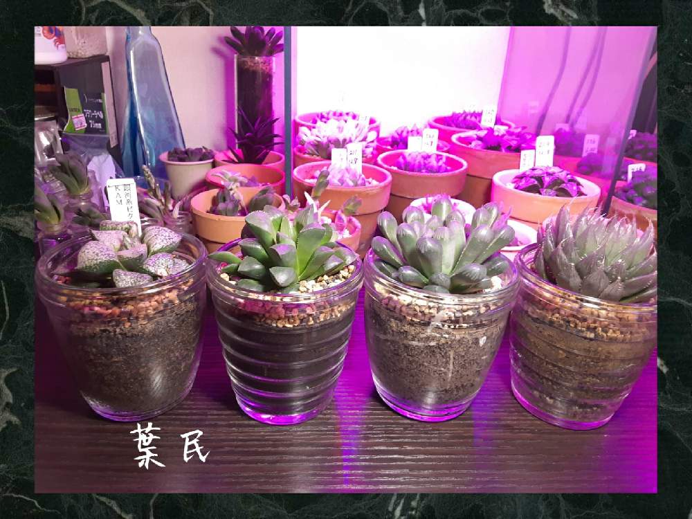 部屋の画像 by 葉民さん | 部屋と多肉植物と植物育成ライトとハオルチア属と黒腐土と多肉植物の育成と黒腐田土と植え替えと植中毒と新プロジェクトと多肉種と自作用土