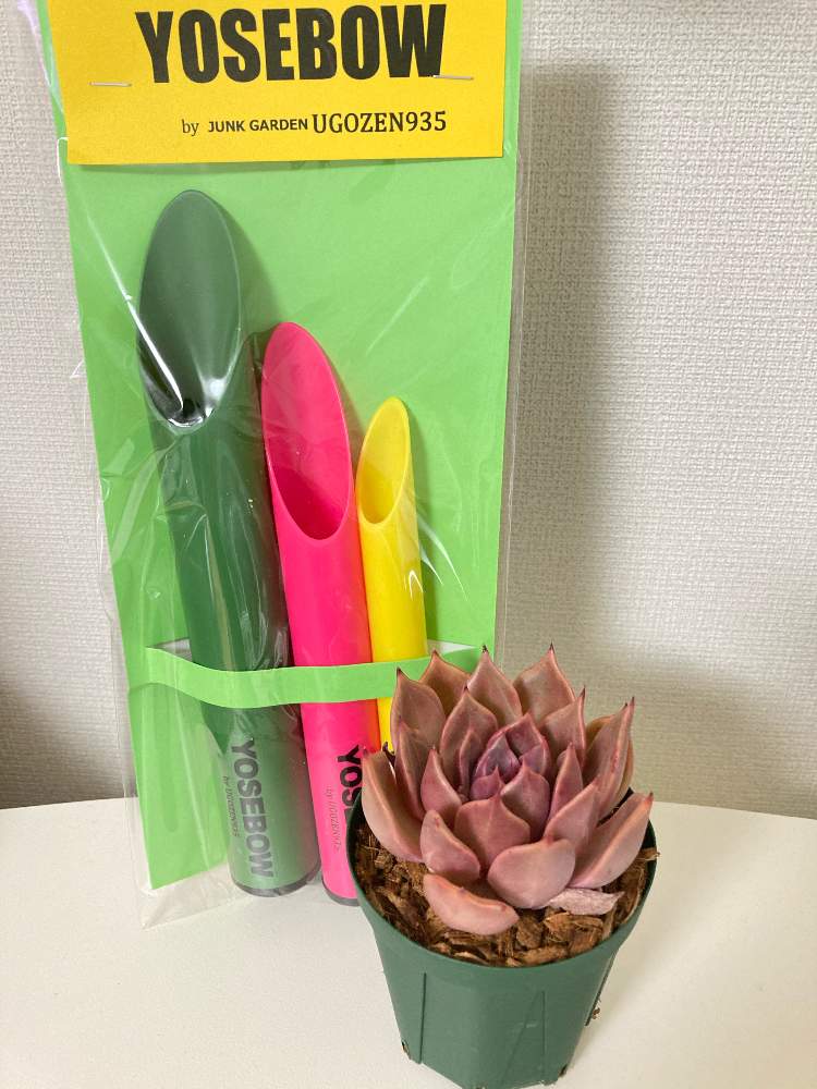 棚の画像 by とちさん | 棚と多肉植物と多肉生活とみどりのある暮らしとおうち園芸