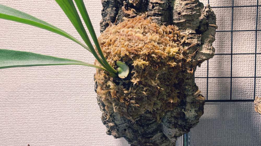 部屋の画像 by まさおじさん | 部屋とビカクシダ ビフルカツムと観葉植物と ビカクシダ