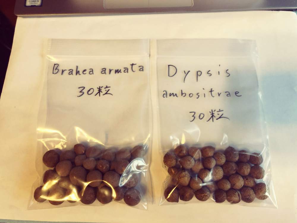 の画像 by mikkunさん | Dypsis ambositraeとブラヘア・アルマータとBrahea armataとみどりのある暮らしと観葉植物と植物のある暮らしと南国とヤシと耐寒ヤシ