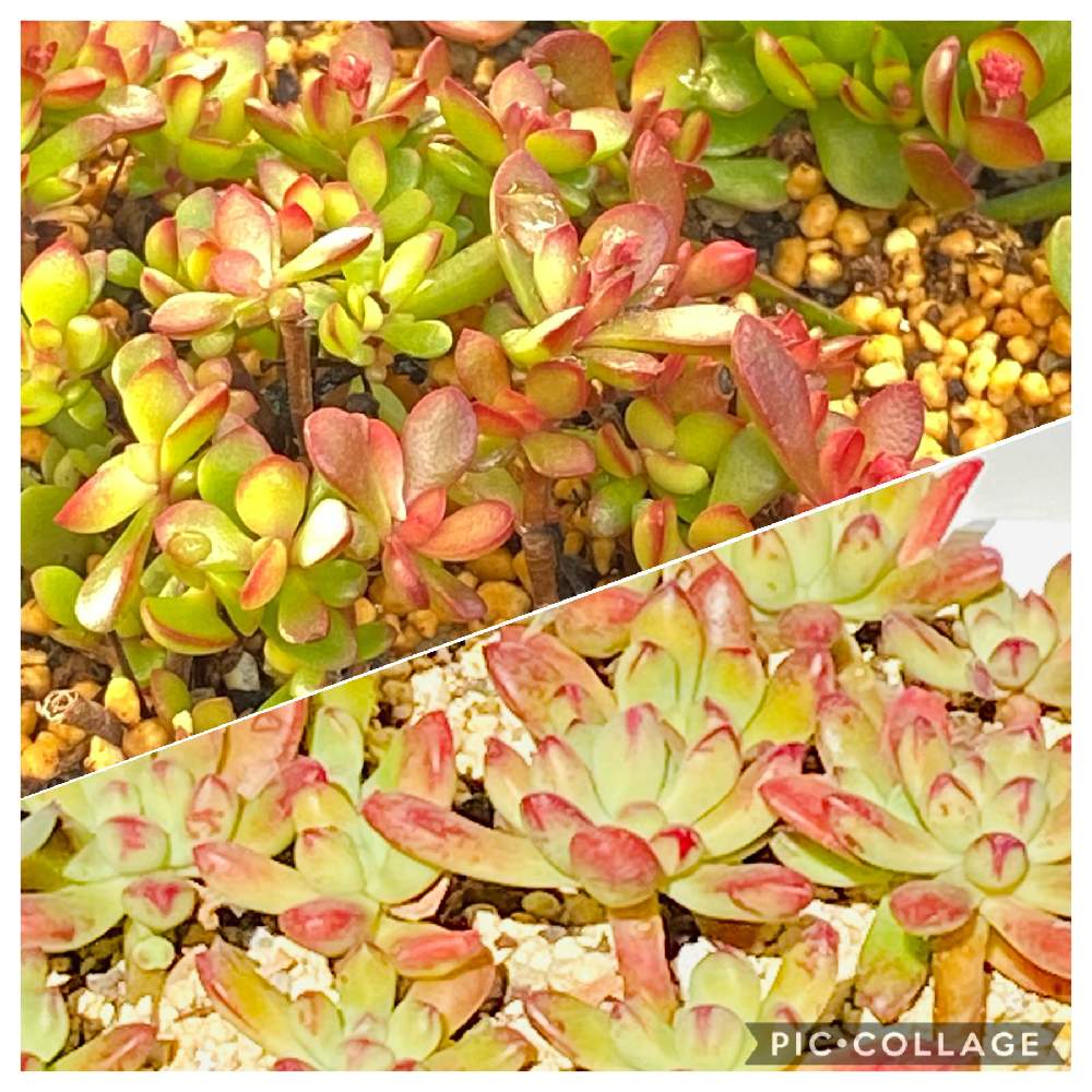 の画像 by minaさん | 多肉植物とクラッスラ 紅稚児とベランダ多肉と多肉のある暮らしと紅葉(こうよう)と多肉女子とエケベリア属紅稚児と 紅稚児と多肉初心者