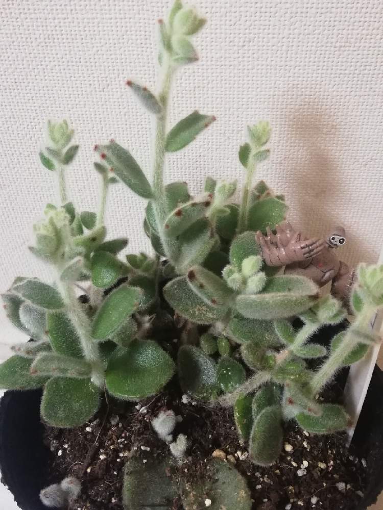 の画像 by アンソニーさん | 多肉植物と多肉男子とウサ耳祭りと白兎耳。とステファン苗♡とおうちde菜園とパンダラビット!と多肉女子と チョコレートソルジャーと福兎耳♪とカランコエ属と ゴールデンラビットと月兎耳☘️と 月兎耳