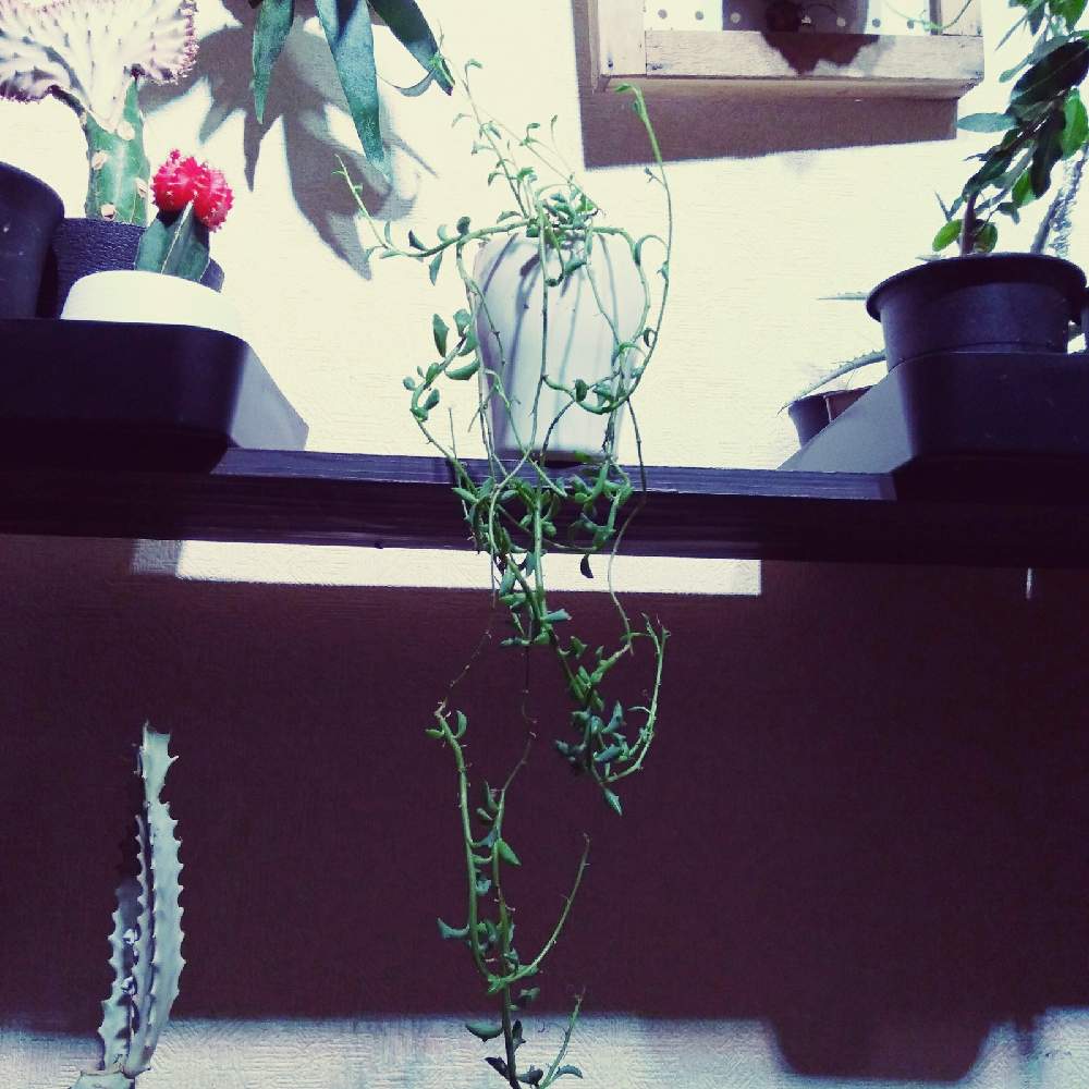 部屋の画像 by まりみさん | 部屋と植中毒とお部屋ジャングル化計画とおうち園芸とドルフィン ネックレスとセネキオ属