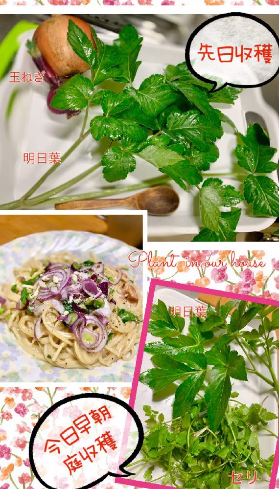 の画像 by kane flowerさん | セリと玉ねぎとアシタバ(明日葉)と家庭菜園とK.F cookingと中ぐらいの庭と埼玉県と自家製野菜と無農薬有機栽培とK.F家庭菜園と2021 K.F 家庭菜園