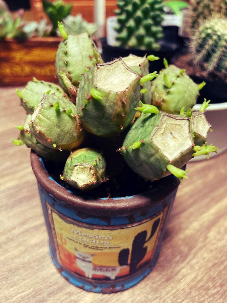 部屋の画像 by あめたさん | 部屋と植物大好きと見てくださりありがとうと多肉のある暮らしと頑張って育てますと多肉初心者とサボテンの子供