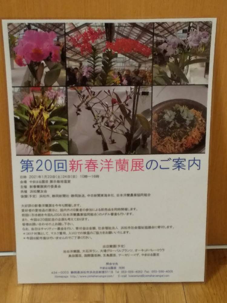 お出かけ先の画像 by やまはる園芸さん | お出かけ先と洋蘭とやまはる園芸とバルボフィラムとCoel.とファレノプシス属とカトレア交配種とセロジネとお誘いとcattleyaと植中毒とチームタケノコと洋蘭広め隊と着生蘭と洋ランと単茎種とDen.とマキシラリア属と洋らん展とデンドロビウム属とCoelogyneとDendrobium