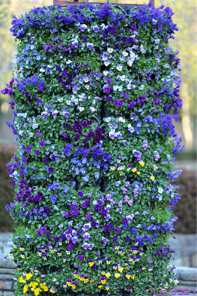 お出かけ先の画像 by Levo327さん | お出かけ先とパンジー・ビオラとパンジーとビオラとCanon EOS 5D Mark IIIと大和市ふれあいの森と黄色い花と青い花と黄色の花と紫色の花
