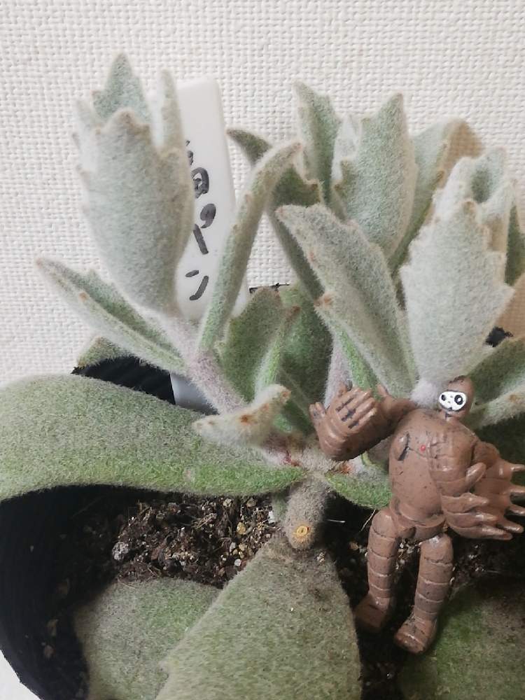 の画像 by アンソニーさん | 多肉植物と多肉男子とウサ耳祭りと白兎耳。とステファン苗♡とおうちde菜園とパンダラビット!と多肉女子と チョコレートソルジャーと福兎耳♪とカランコエ属と花のある暮らしと ゴールデンラビットと月兎耳☘️と家庭菜園奮闘日記と 月兎耳