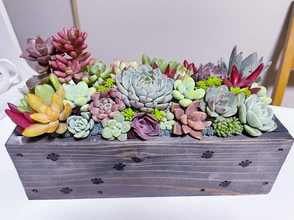 部屋の画像 by 723popoさん | 部屋と多肉植物と石同好会と癒しの時間と私の好きなものと石同好会NO.66とお気に入り♡と可愛い❤とGSに感謝。と多肉寄せ植えと多肉初心者といやし♪と四十郎プランター
