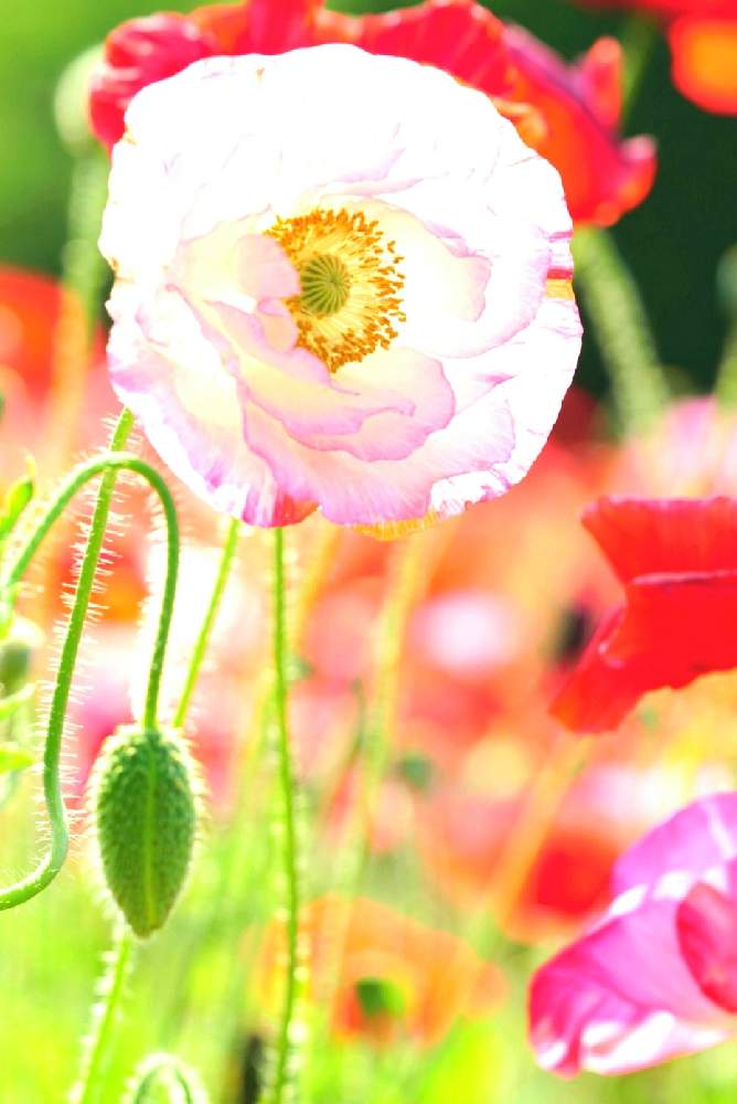 お出かけ先の画像 by ❋はな❋さん | お出かけ先とポピーと花のある空間と花笑みと好きな色とありがとう♡と花のある生活とケシ科と今日のお花と好き♡と素敵な出会いに感謝と私の花図鑑とかわいいな♡